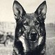 Canine film star Rin Tin Tin