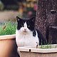 Resident cat, Le cimetieres des chiens, Asnieres-sur-Seine, Paris