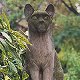 Cat statue at the cemetery - Le cimetieres des chiens