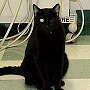 One-eyed Jack - Cat Clinic of Norman, Oklahoma