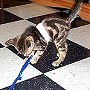 Monster as a kitten, 2000 - Norman Cat Clinic, Oklahoma