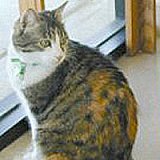 Clinic cat Orphan Annie, late of the Discovery Bay Veterinary Hospital, California, USA