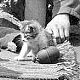 Nina the Bunker Kitten with Estonian Volunteers of the 20th Waffen Grenadier Division of the German SS, Eastern Front, probably at Narva ca June 1944