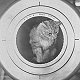 Togo, ship's cat of HMS Irresistible, 1905