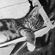 Ship's cat of WW2 landing craft HMAS Kanimbla