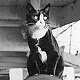 Fishcakes, ship's cat of HMS Hood, WW2