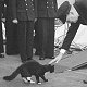 Winston Churchill with ship's cat Blackie aboard HMS Prince of Wales, August 1941 during Atlantic Charter meeting
