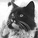 Blackie, later renamed Churchill, ship's cat of HMS Prince of Wales