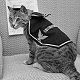 Pooli, US veteran cat of WW2