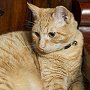 Hamlet, the cat at the Algonquin Hotel, NYC