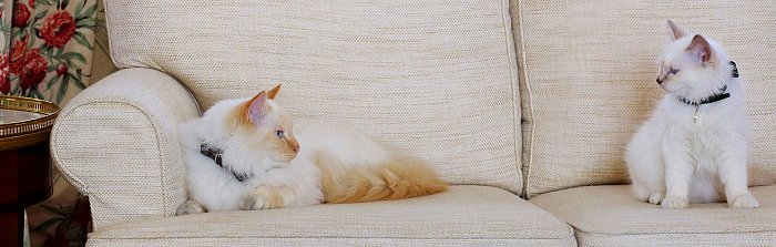 Fa-Raon and Kleopatre, resident cats at the Hotel le Bristol in Paris