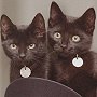 Cats Tom and Jerry at the Barbican tube station, London Underground, 1997