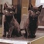 Station cats at the Barbican, London Underground, 1997