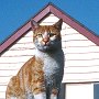 Kipper, the cat formerly at Rochdale signal box