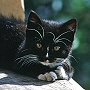 Kittens who turned up at the Brewery Sidings signal box in 1994