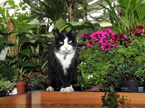 Socks the store cat, Bournville Garden Centre, near Birmingham, West Midlands