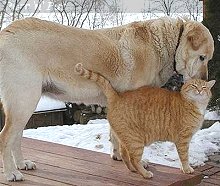 Libby and Cashew, Middleburg, Pennsylvania