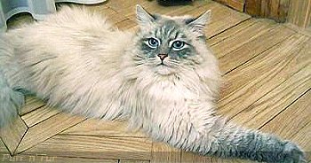 Dorofei, the Medvedev Kremlin cat