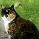 Midge the cat, from Wrose, near Bradford