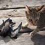 Fishing cat Kitty with a bird