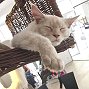 Cats at cat cafe Cafe Neko, Vienna, Austria