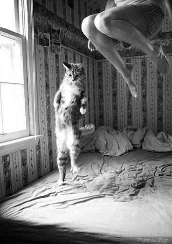 Feline Fun Gallery 3 - amusing photos of cats