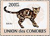 Comoro Islands, 2009: Sokoke cat