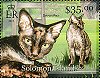 Devon Rex cats on MS from the Solomon Islands, 2013