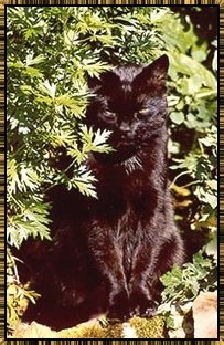 Pushkin, our featured feline