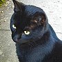 Bosik the cat, regular visitor to the Whittington Hospital, Highgate Hill, London, 2009-11