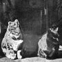 Poplar and Blackwall, ship's cats of Scott's Discovery, ca 1902