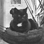 Nigger, ship's cat of Terra Nova, ca 1912