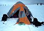 'Mrs Chippy' outside the tent, Beyond Endurance expedition, 2006