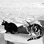 Strom and Ness, Halley Bay base cats, Antarctica