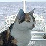 Colin's Cat on the bridge of the South Korean tanker Tomiwaka, Nov 2001