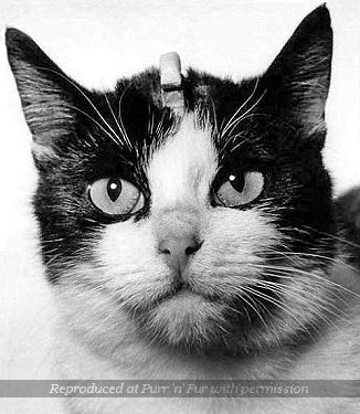 Felicette from France, the first cat known to have been sent into space, 18 October 1963