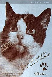 Space cat Felicette in a photo or postcard with inscription