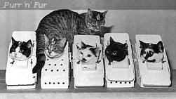 CERMA cats in training for space flight, France, 1963