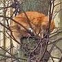 Hamish the cat was chased up a tree by dogs - St Andrews, Scotland, Jan 2014