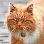 Hamish McHamish, town cat of St Andrews, Scotland