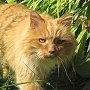 Roaming cat Hamish, St Andrews, Scotland