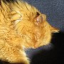Sleeping cat Hamish, St Andrews, Scotland