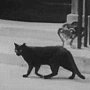 Black cat outside No 10 circa 1940