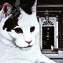 Wilberforce, the Number 10 Cat, 1987, copyright Frances Broomfield