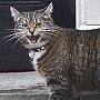 George Osborne's cat Freya, back at home after three years missing