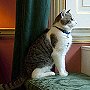 Larry the cat checks out his new surroundings at Number 10, Feb 2011