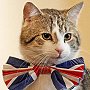 Larry the cat sporting the British colours, Apr 2011