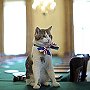 Larry, the Downing Street cat, in the Cabinet Room at Downing Street, Apr 2011