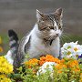 Downing Street cat Larry watering the flowers