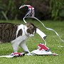 Larry the Downing Street cat celebrating the Queen's Diamond Jubilee